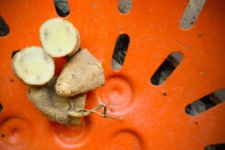 Potato (Late-Season) Fingerling - Russian Banana (ORGANIC) -seedsnow Sales Store DSC 3865