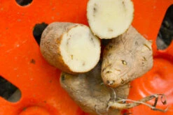 Potato (Late-Season) Fingerling - Russian Banana (ORGANIC) -seedsnow Sales Store DSC 3866