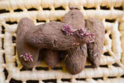 Potato (Late-Season) Fingerling - Red Thumb (Organic/Heirloom) 15 Potato (Late-Season) Fingerling - Red Thumb (Organic/Heirloom) -seedsnow Sales Store DSC 3867