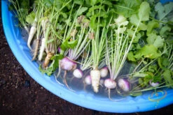 Rutabaga - American Purple Top -seedsnow Sales Store DSC 4570