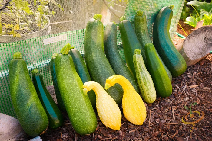 Squash (Summer) - Black Beauty Zucchini 10 Squash (Summer) - Black Beauty Zucchini - Image 8