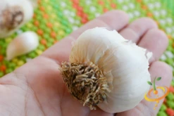 Garlic - (Soft Neck) Silver Rose 23 Garlic - (Soft Neck) Silver Rose -seedsnow Sales Store DSC 4966