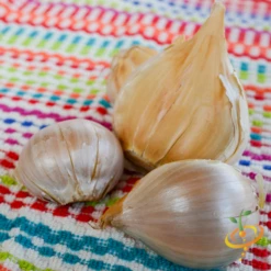 Garlic - (Soft Neck) - Elephant -seedsnow Sales Store DSC 4972