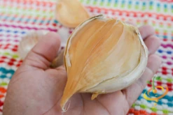 Garlic - (Soft Neck) - Elephant -seedsnow Sales Store DSC 4973