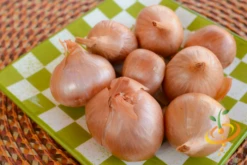 Onion (Sets) - Rock, Yellow -seedsnow Sales Store DSC 4975 700x e26222af 66f6 4df2 8e49 ec16725f1553