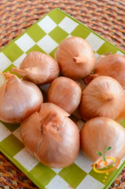 Onion (Sets) - Rock, Yellow -seedsnow Sales Store DSC 4976 400x 2fefa14f e339 4885 9ffe 4e428874376c