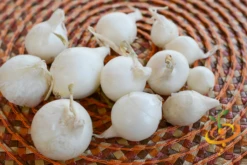 Onion (Sets) - Ebenezer, White -seedsnow Sales Store DSC 4982