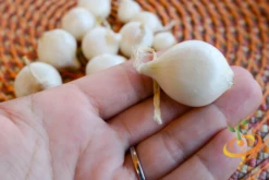 Onion (Sets) - Ebenezer, White -seedsnow Sales Store DSC 4983