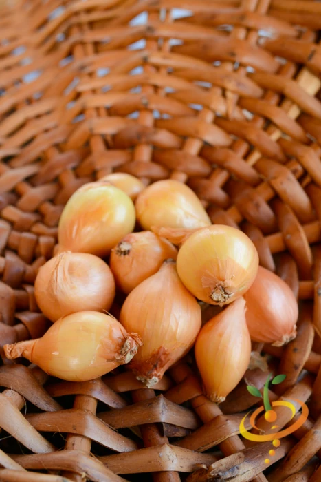 Shallot (sets) - Dutch, Yellow 9 Shallot (sets) - Dutch, Yellow - Image 7