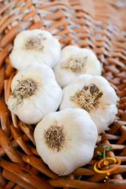 Garlic - (Soft Neck) Early Purple Italian (Organic) -seedsnow Sales Store DSC 4997