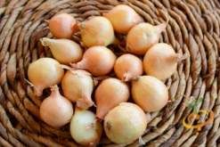 Onion (Sets) - Rock, Yellow -seedsnow Sales Store DSC 5000