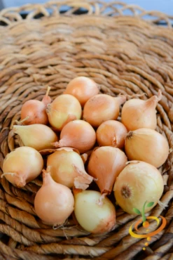 Onion (Sets) - Rock, Yellow -seedsnow Sales Store DSC 5002