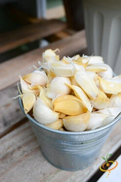 Garlic - (Soft Neck) Silver Rose 20 Garlic - (Soft Neck) Silver Rose -seedsnow Sales Store DSC 6056 2