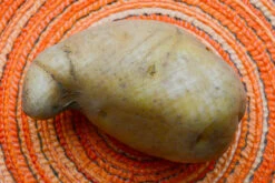 Potato (Early Season) - Cal White -seedsnow Sales Store DSC 9531