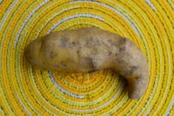 Potato (Late-Season) Fingerling - Russian Banana (ORGANIC) -seedsnow Sales Store DSC 9533
