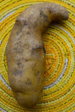 Potato (Late-Season) Fingerling - Russian Banana (ORGANIC) -seedsnow Sales Store DSC 9534