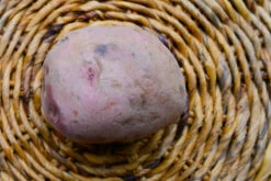 Potato (Mid-Season) - Norland, Dark Red (ORGANIC) -seedsnow Sales Store DSC 9537