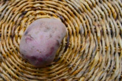 Potato (Mid-Season) - Norland, Dark Red (ORGANIC) -seedsnow Sales Store DSC 9539