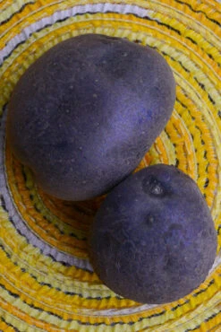 Potato (Mid-Season) - Purple Majesty (ORGANIC) -seedsnow Sales Store DSC 9552