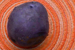 Potato (Mid-Season) - Huckleberry Gold (ORGANIC) -seedsnow Sales Store DSC 9553