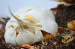 Garlic - (Soft Neck) Silver Rose 25 Garlic - (Soft Neck) Silver Rose -seedsnow Sales Store DSC 9827 2