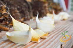 Garlic - (Soft Neck) Silver Rose 26 Garlic - (Soft Neck) Silver Rose -seedsnow Sales Store DSC 9830 2