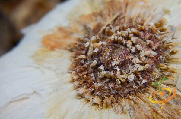 Garlic - (Soft Neck) Silver Rose 15 Garlic - (Soft Neck) Silver Rose - Image 13