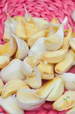 Garlic - (Soft Neck) Nootka Rose -seedsnow Sales Store DSC 9893