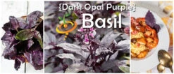 Basil, Dark Opal Purple -seedsnow Sales Store Dark Opal Purple Basil