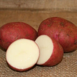 Potato (Mid-Season) - Norland, Dark Red (ORGANIC)
