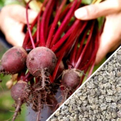 Beet - Detroit (Dark Red) -seedsnow Sales Store Detroit Dark Red seeds