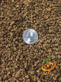 Beet - Detroit (Dark Red) -seedsnow Sales Store Detroit Dark Red seeds 1