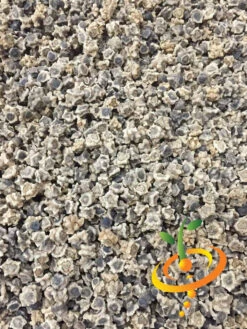 Beet - Detroit (White) -seedsnow Sales Store Detroit White 4