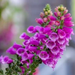 Flowers - Foxglove