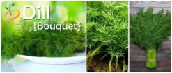 Dill - Bouquet -seedsnow Sales Store Dill
