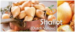 Shallot (sets) - Dutch, Yellow 19 Shallot (sets) - Dutch, Yellow -seedsnow Sales Store Dutch Yellow Banner Image