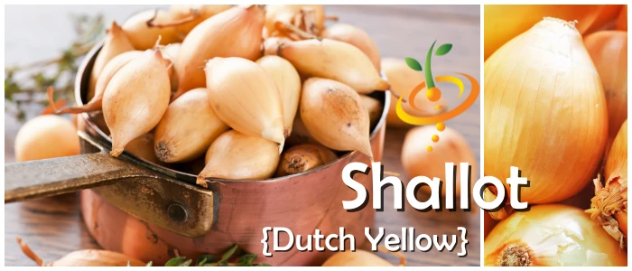 Shallot (sets) - Dutch, Yellow 11 Shallot (sets) - Dutch, Yellow - Image 9