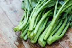 Kale - Siberian Dwarf -seedsnow Sales Store Dwarf Siberian Kale 1