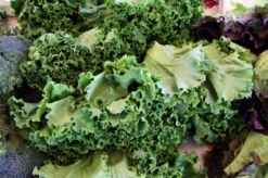 Kale - Siberian Dwarf