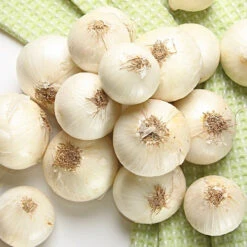 Onion (Sets) - Ebenezer, White -seedsnow Sales Store Ebenezer White Organi Onion Bulb Set Seeds Now