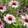 Flowers - Echinacea (Purple Coneflower)