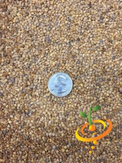 Eggplant - Casper 19 Eggplant - Casper -seedsnow Sales Store Eggplant Casper seeds 2