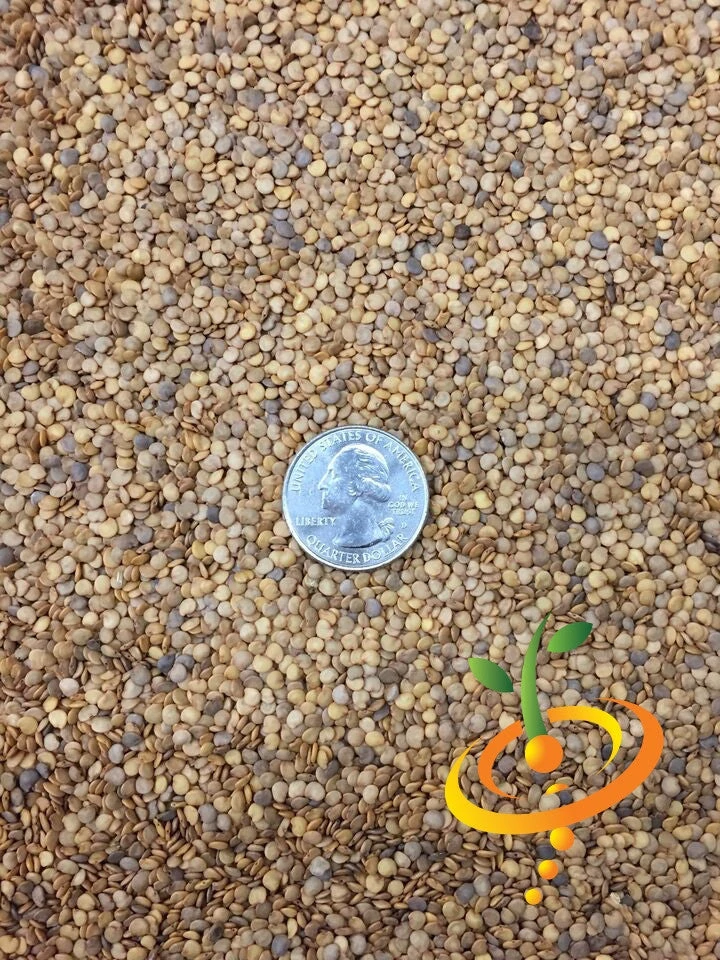 Eggplant - Casper 11 Eggplant - Casper - Image 9