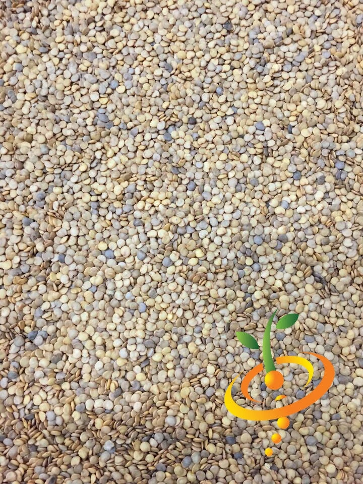 Eggplant - Casper 10 Eggplant - Casper - Image 8