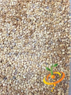 Eggplant - Florida Market -seedsnow Sales Store Eggplant Florida Market seeds 1