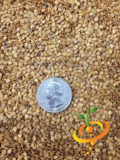 Eggplant - Florida Market -seedsnow Sales Store Eggplant Florida Market seeds 2