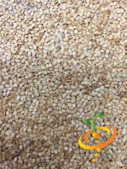 Eggplant - Long Ping Tung -seedsnow Sales Store Eggplant Long Ping Tung seeds 3