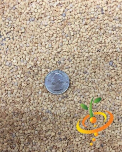 Eggplant - Round Mauve -seedsnow Sales Store Eggplant Round Mauve seeds 2