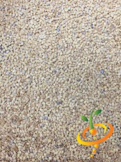 Eggplant - Round Mauve -seedsnow Sales Store Eggplant Round Mauve seeds 4