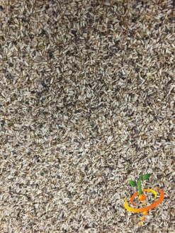 Endive - Broadleaf, Classic -seedsnow Sales Store Endive Broadleaf Classic4